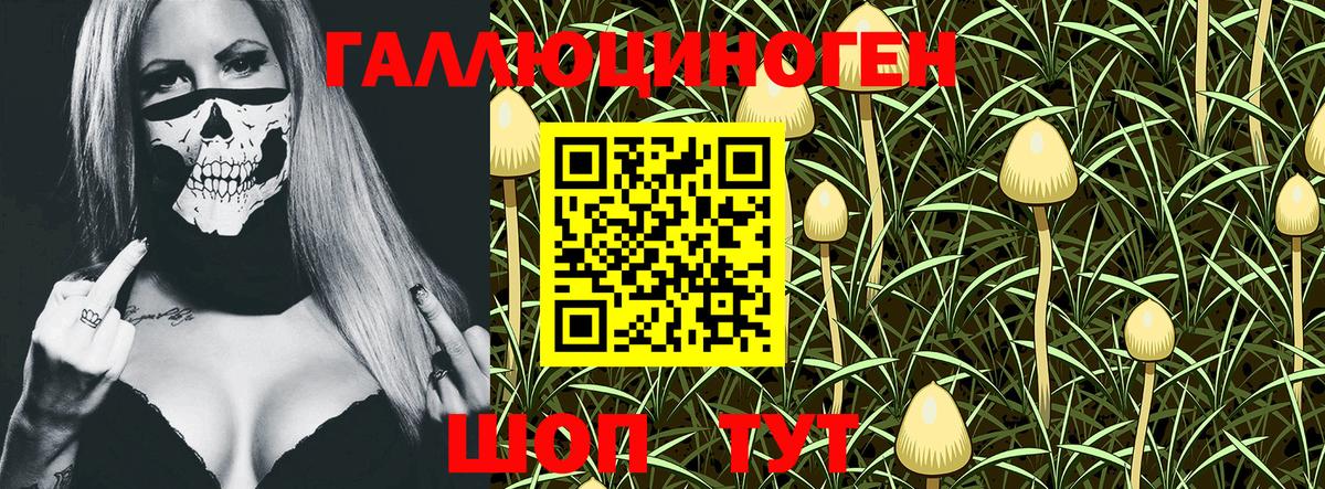 Галлюциногенные грибы Psilocybe  Псилоцибиновые грибы прущие грибы  Унеча 